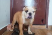 Available all types of pets