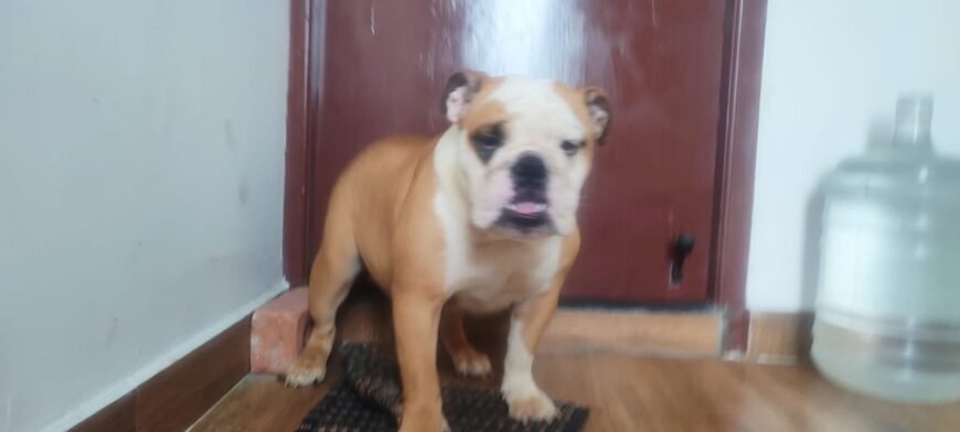 Available all types of pets