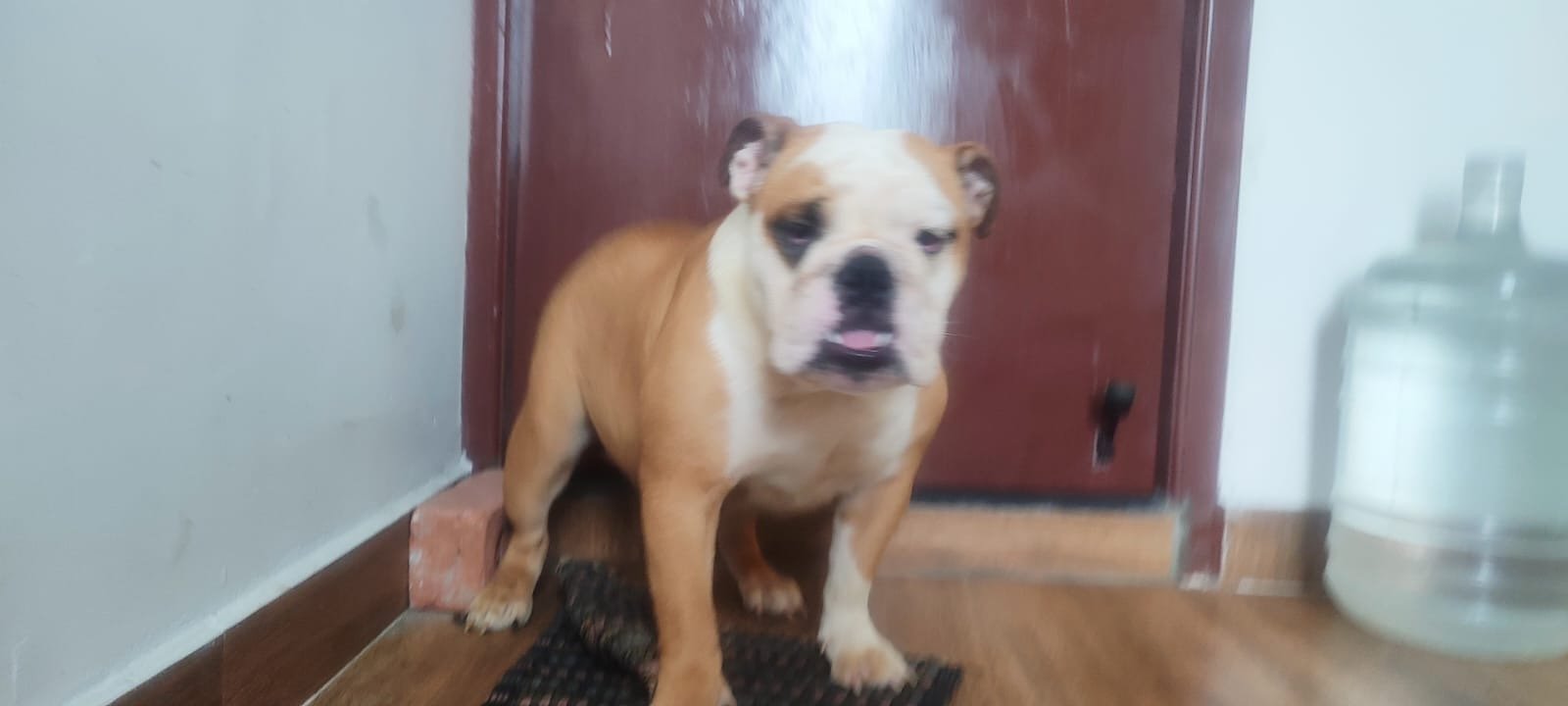Available all types of pets