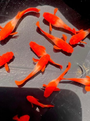 Albino Red Ear Koi Guppy