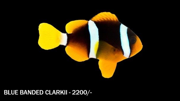 Marine fish