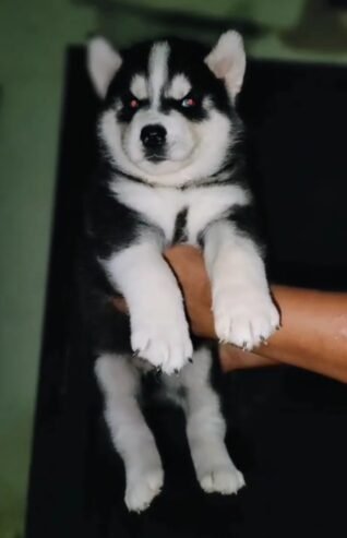 Husky male puppy for slae