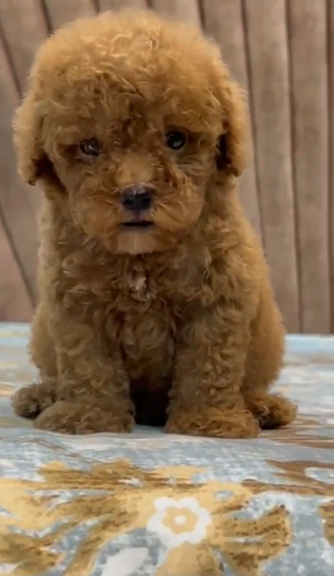 Poodle male puppy for sale