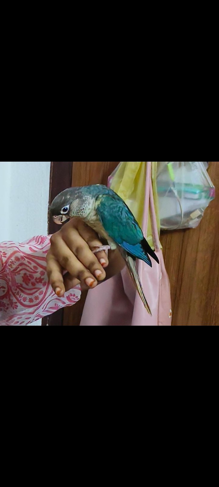 Blue yellow Sided Conure Fully Tamed