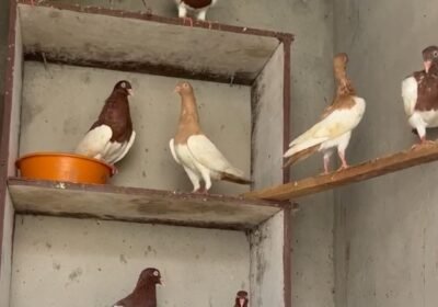 Screenshot_2026-01-22-23-37-48-974_com.gallery.player-edit