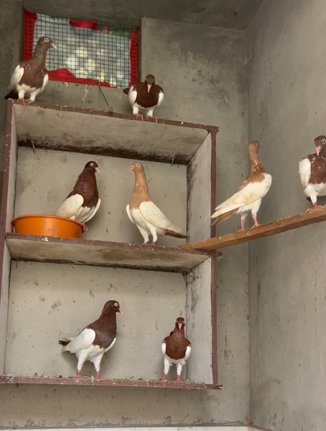 English magpie pigeon