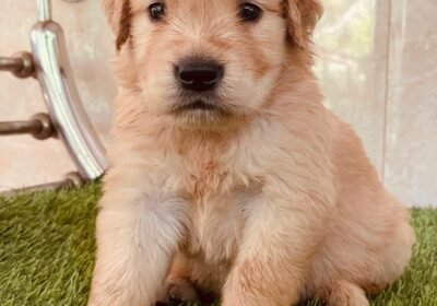 da8b1527-43c0-40f2-8d0d-897402484b5f-1