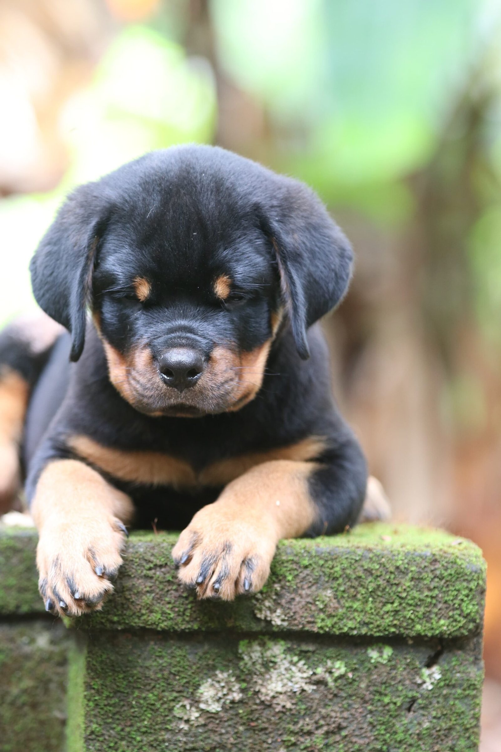 Rottweiler male puppy