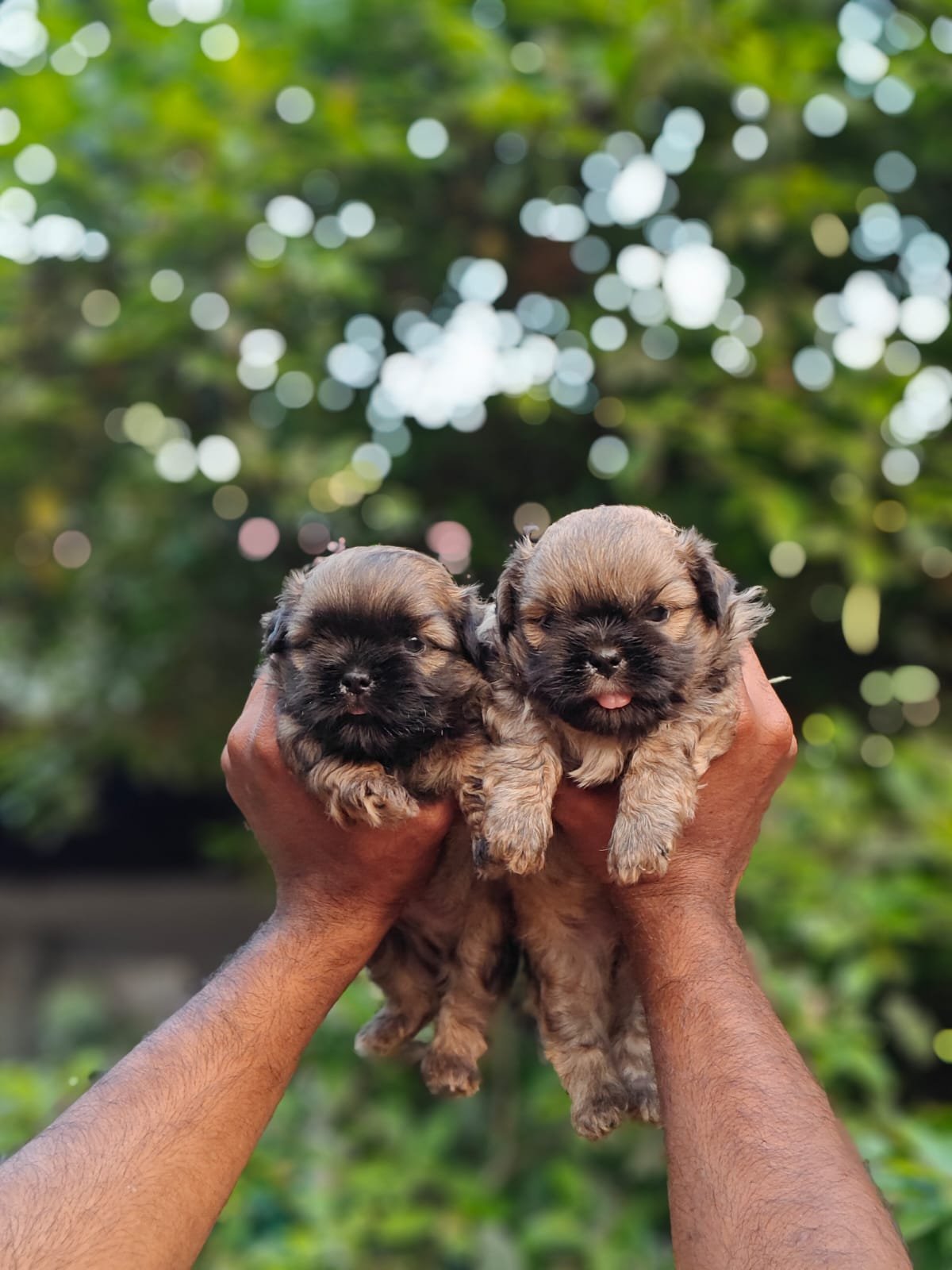 Exotic Shitzu puppies
