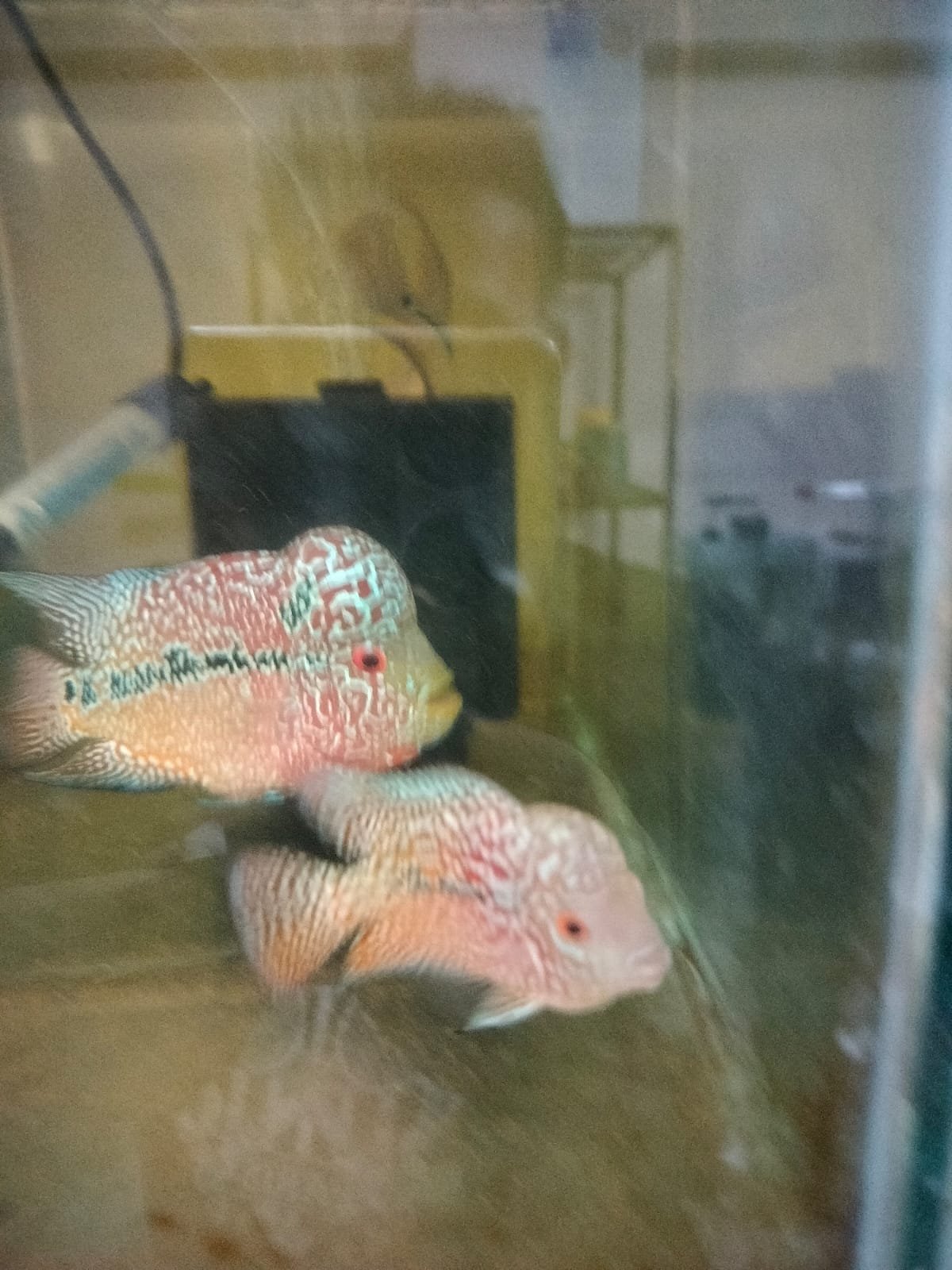 Flowerhorn (srd) head pop