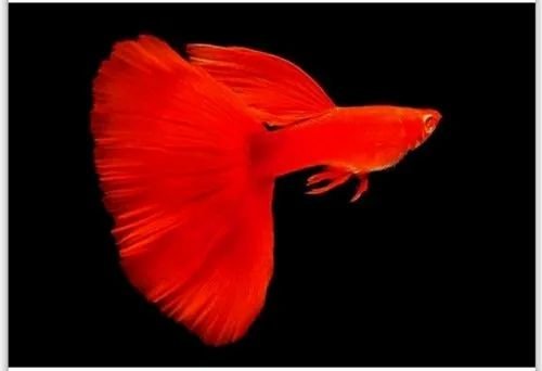 Albino full red flower dorsal ( afr ) pair