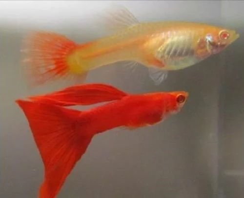 Albino full red flower dorsal ( afr ) pair