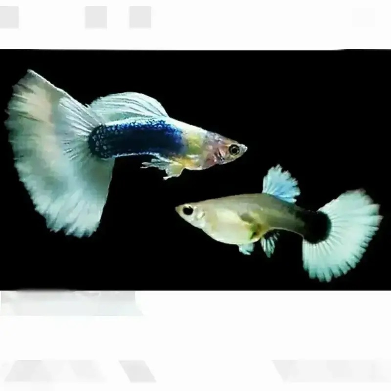 Wite texido dumbo ear guppy pair