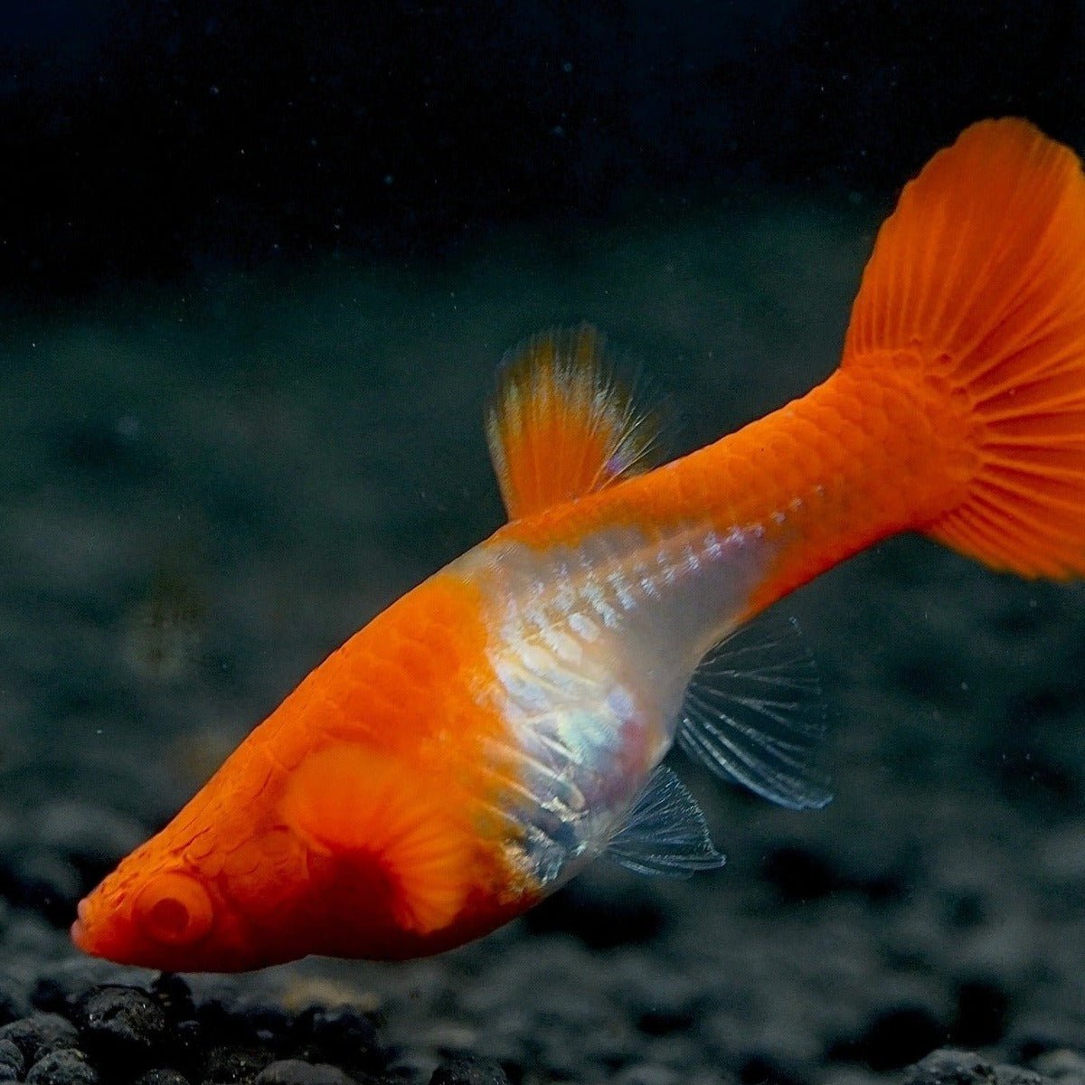 Albino Red ear koi guppy pair