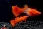 Albino Red ear koi guppy pair