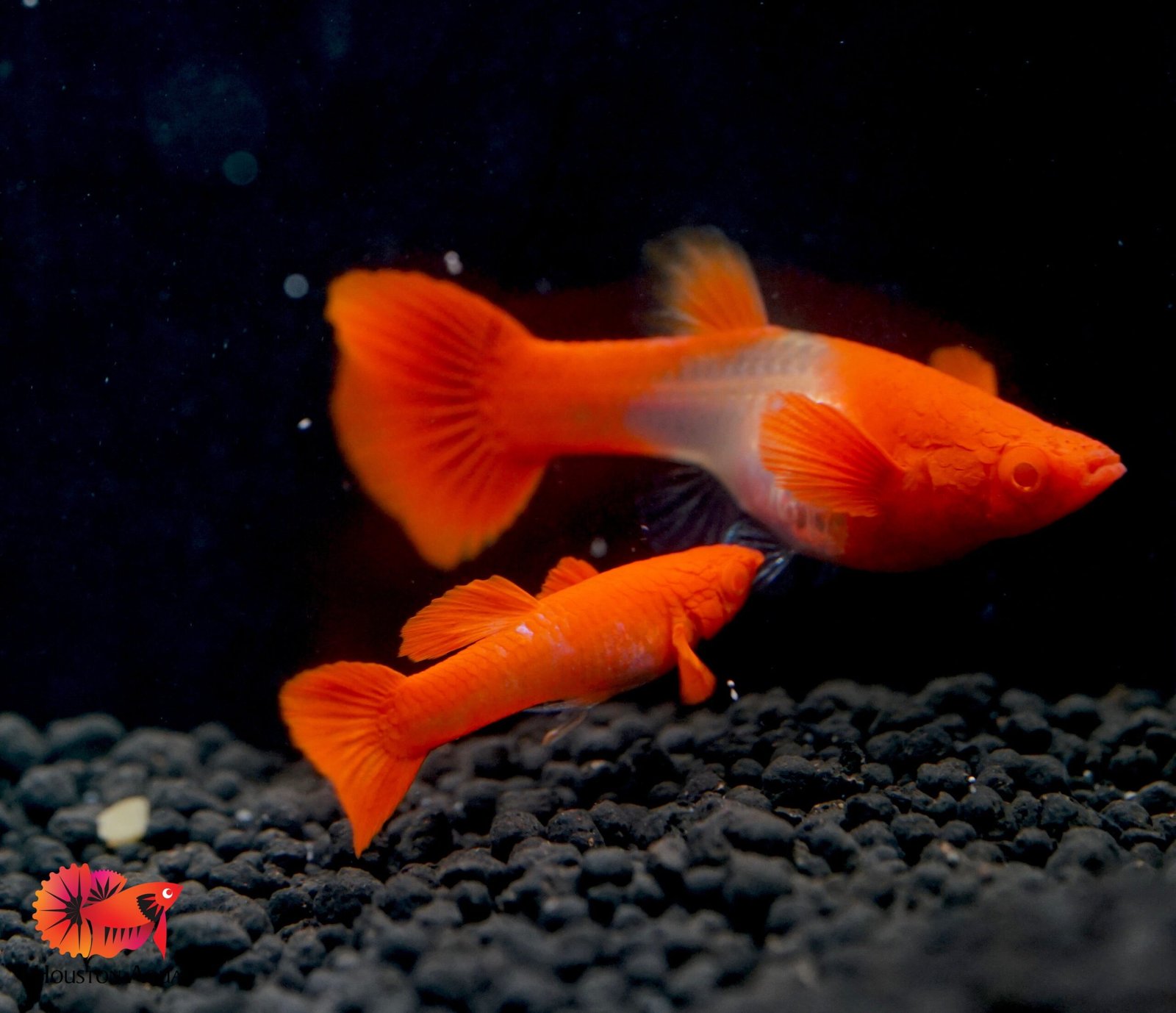 Albino Red ear koi guppy pair