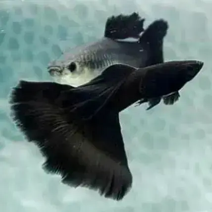 Z black guppy pair