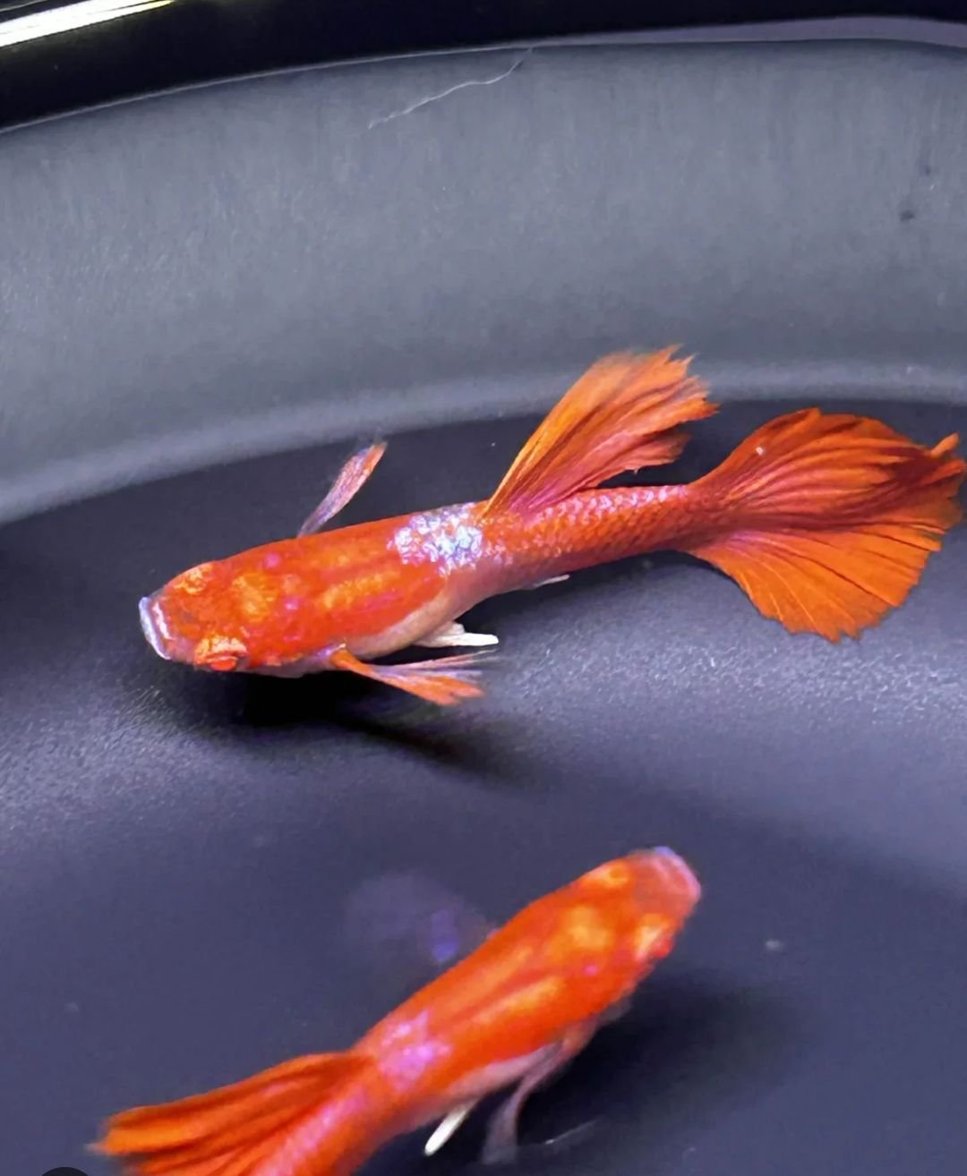 Albino red taxido guppy pair