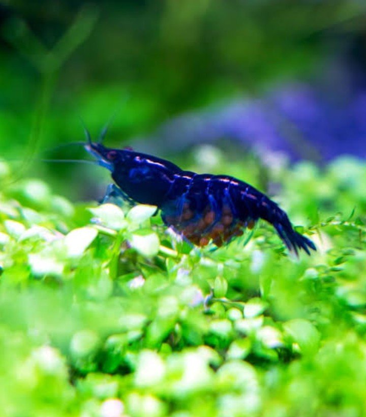 Blue dream shrimp