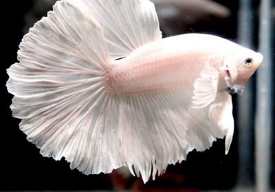 Betta-Fighting-Fish-Platinum-halfmoon-Male
