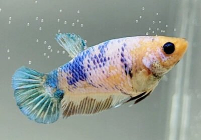 Screenshot_20221021_225129_700x700