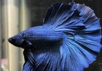 SmartSelect_20251226-235718_Google