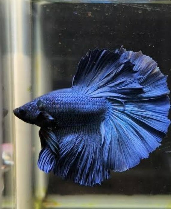Fancy Blue OHM betta