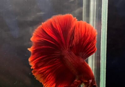 Super_red_Rosetail_Male_betta_Halfmoon