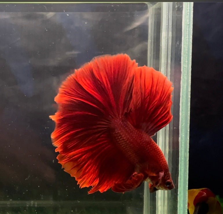 Red OHM betta
