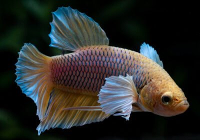 female.elephant.ear_.betta_.beest4pets.in-1