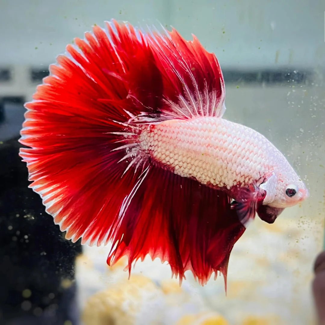 Red Dragon OHM betta