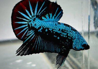 red-blue-samurai-plakat-betta-fish_480x480