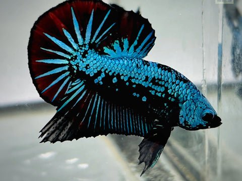 Red Tail Blue Samurai Plaket (HMPK)