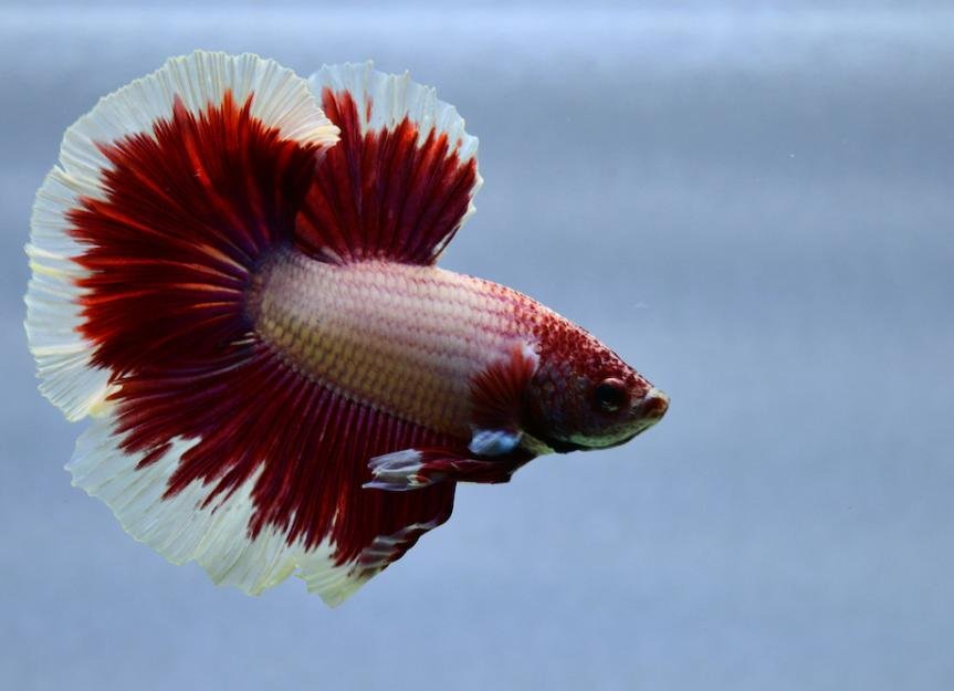 Red butterfly OHM betta