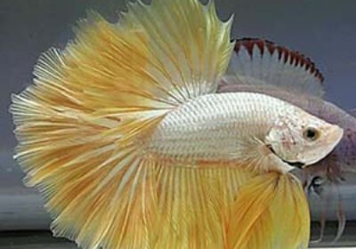 yellow-Gold-Dragon-Halfmoon-Betta-Fish-1500×1500-1