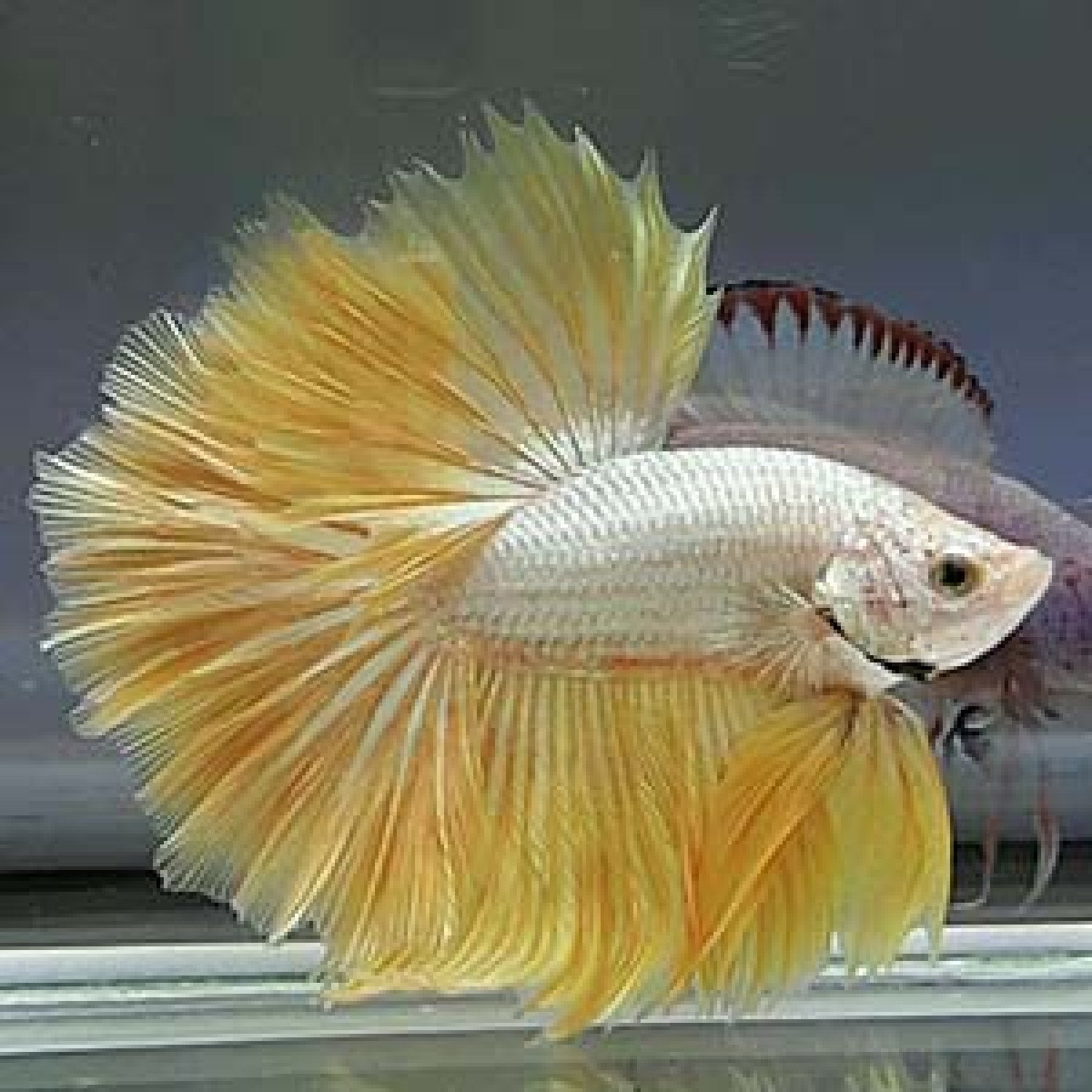 Yellow Dragon OHM betta