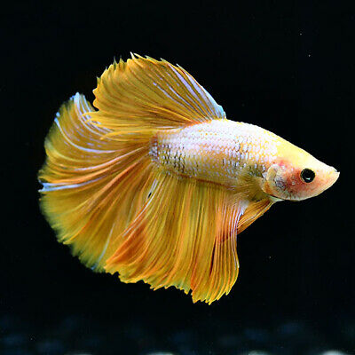 Gold OHM betta