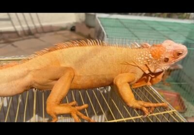 inbound2416251260595703635