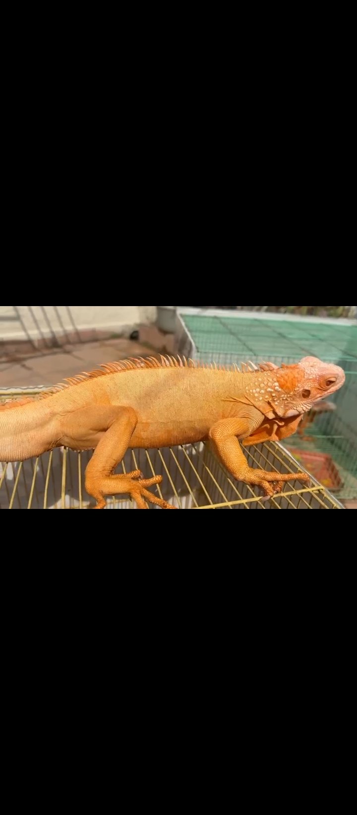 Crimson iguana male available for sale 3.5 feet