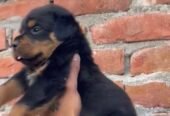 Rottweiler Male puppy Available in Delhi