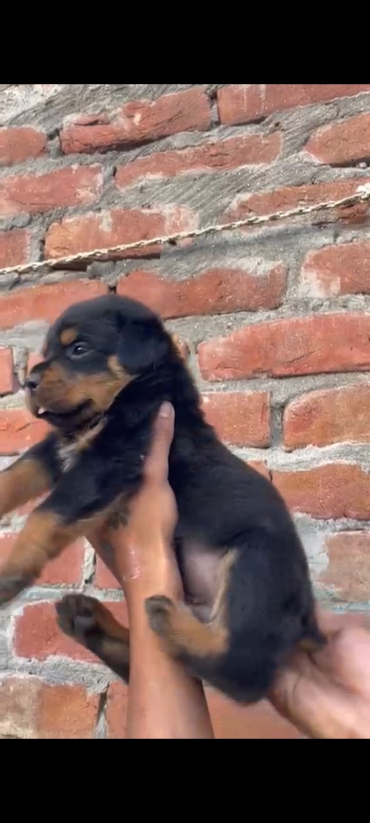 Rottweiler Male puppy Available in Delhi