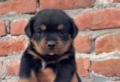 Rottweiler Male puppy Available in Delhi