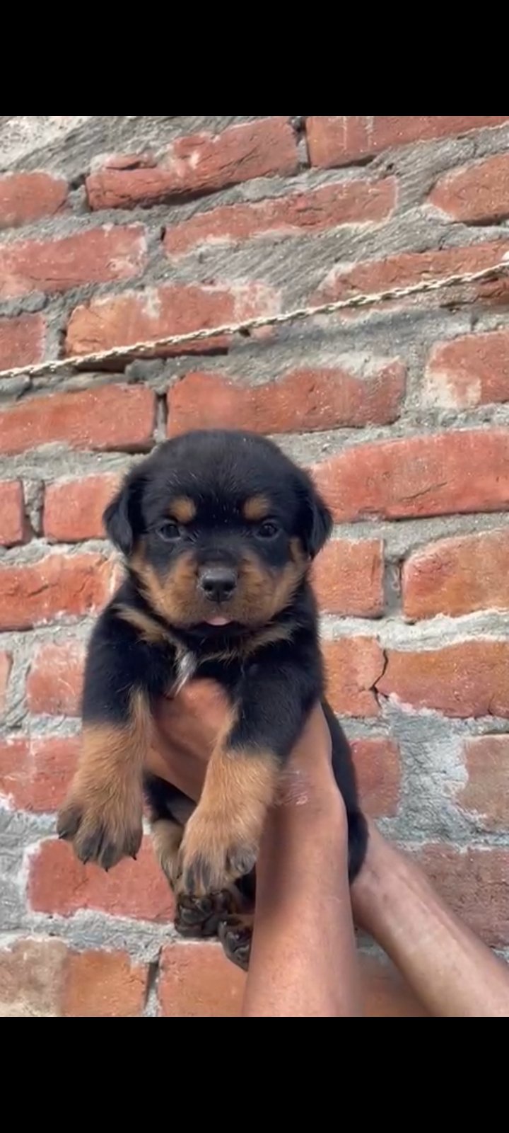 Rottweiler Male puppy Available in Delhi