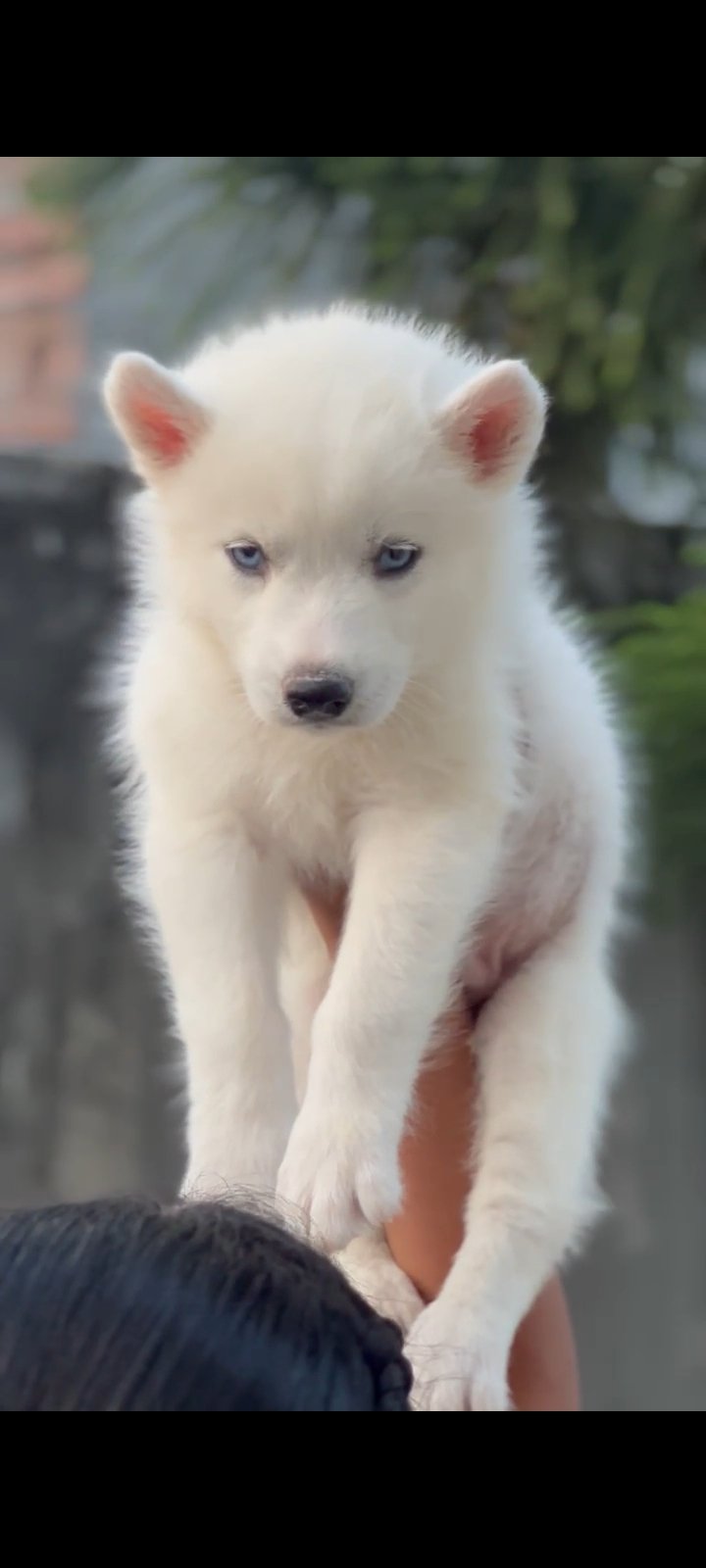 Husky Snow White Available in Delhi