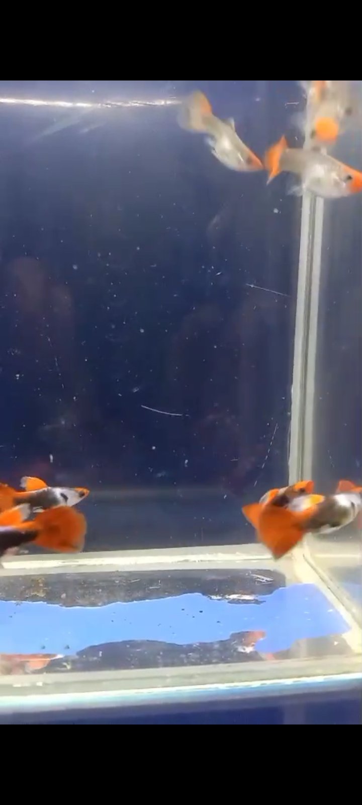 Silver Rado Koi Available in chennai