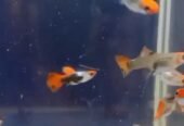 Silver Rado Koi Available in chennai