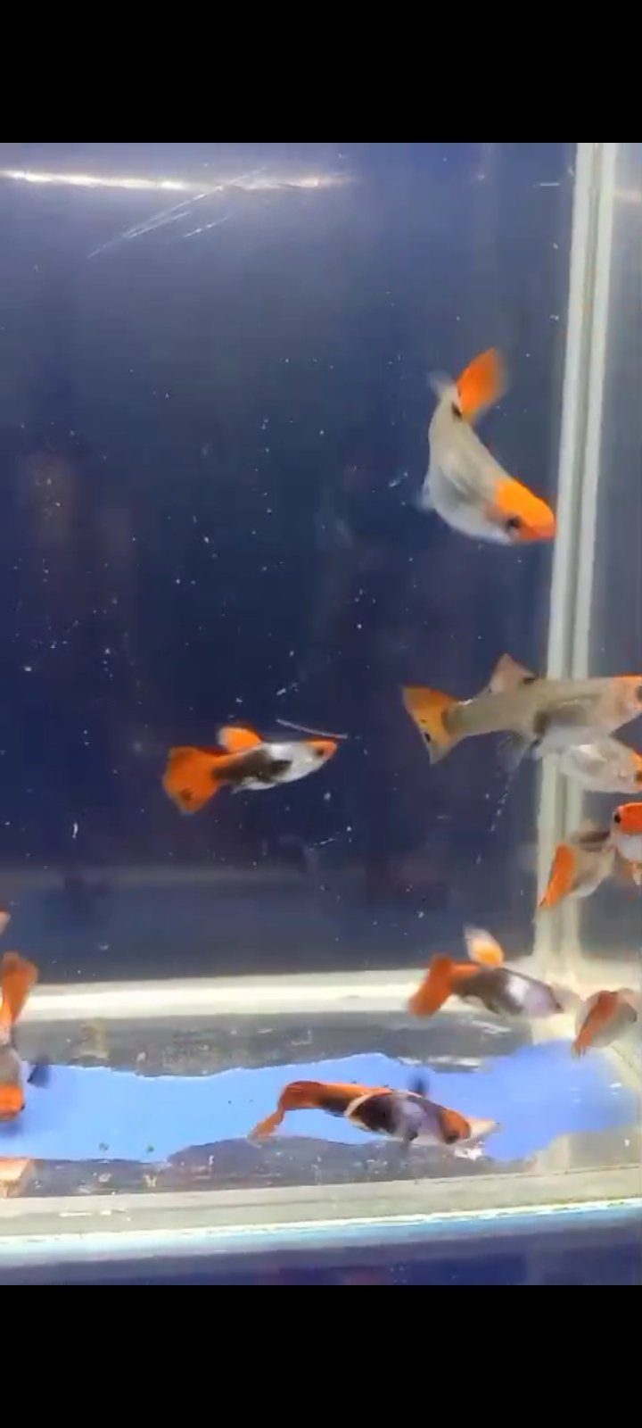 Silver Rado Koi Available in chennai