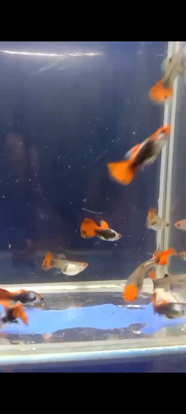 Silver Rado Koi Available in chennai