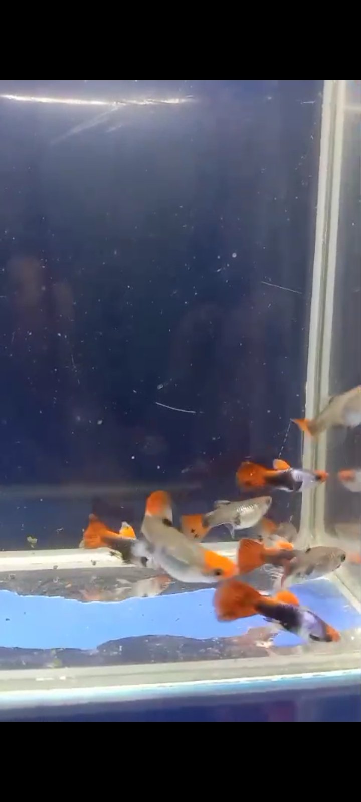 Silver Rado Koi Available in chennai