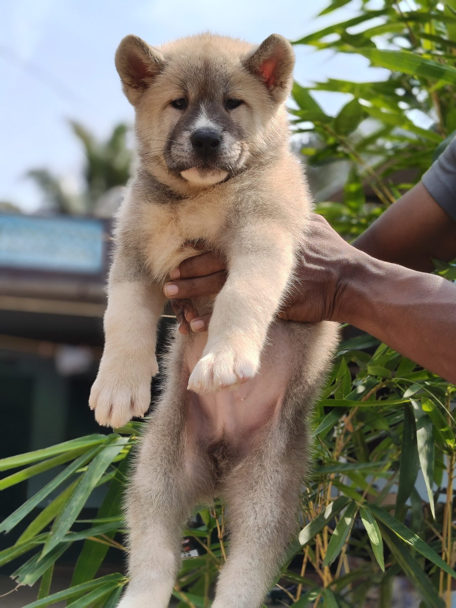 American akita puppies available in Thrissur, kerala